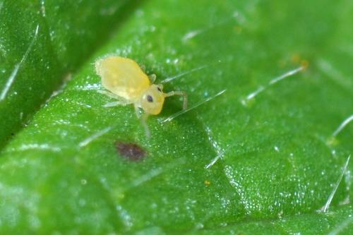 Deuterosminthurus pallipes