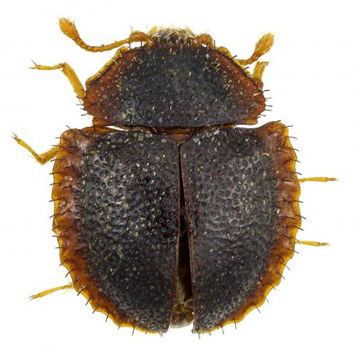 Holophygus sp.