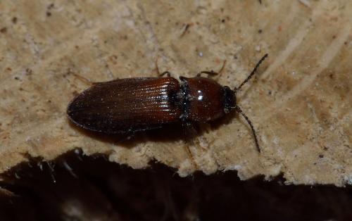 Calambus bipustulatus
