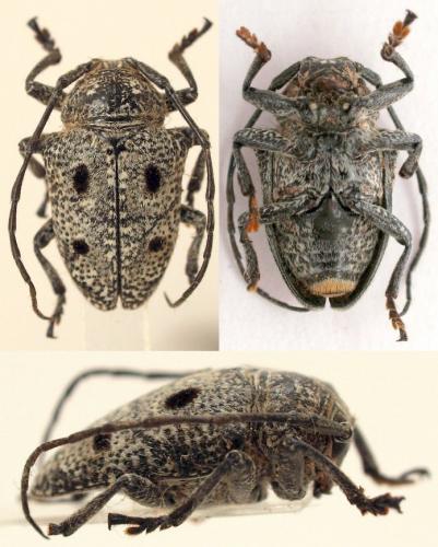 Réf. 96 497 : Dichostates sp.