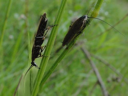 Ectobius lapponicus
