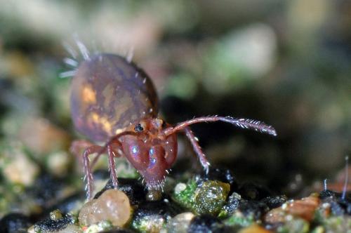 Dicyrtoma fusca