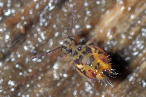 Dicyrtomina ornata
