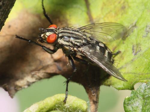 Sarcophaga sp.