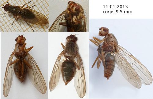Dryomyza flaveola