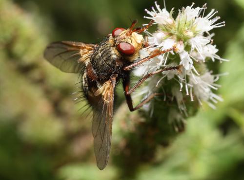 Tachina fera