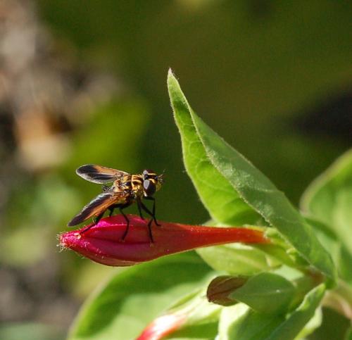 Trichopoda pictipennis