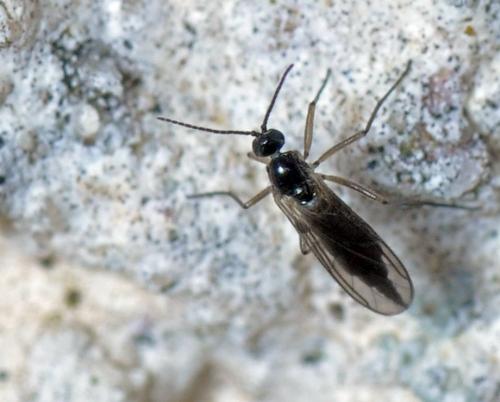 Bradysia sp.