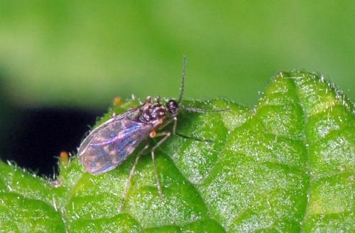 Réf. 96 103 : Culicoides sp.
