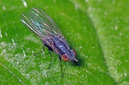 Réf. 96 283 : Sapromyza viciespunctata