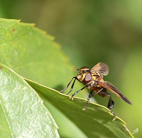 Réf. 96 545 : Trichopoda pictipennis