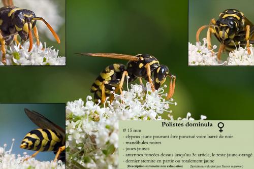 Polistes dominula