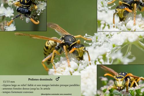 Polistes dominula