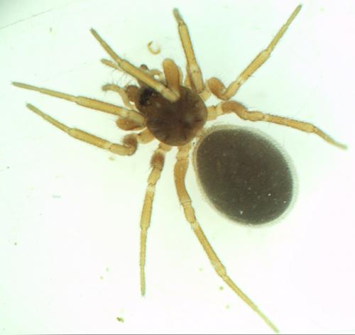 Oedothorax apicatus