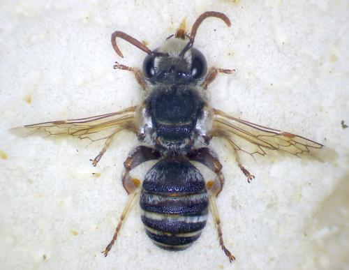 Réf. 96 051 : Nomiapis bispinosa