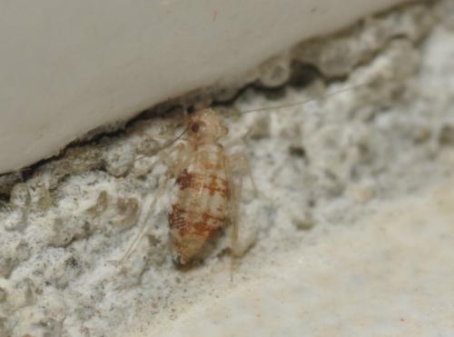 Réf. 96 877 : Dorypteryx sp.