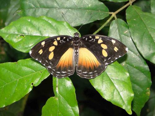 Aterica galene