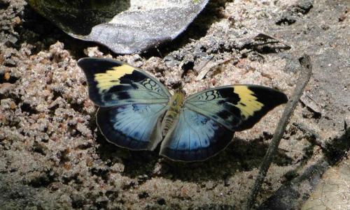 Bebearia sophus