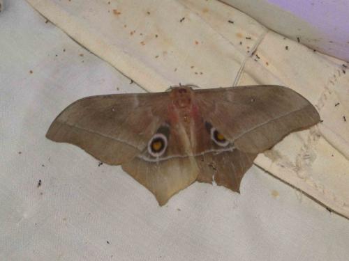 Réf. 96 484 : Imbrasia epimethea