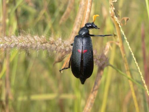 Réf. 96 427 : Hycleus dicinctus