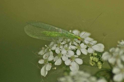 Chrysoperla sp.