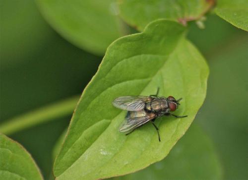 Lucilia sp.