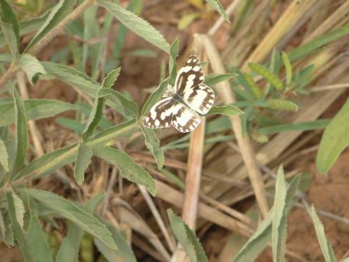 Réf. 96 718 : Pinacopteryx eriphia