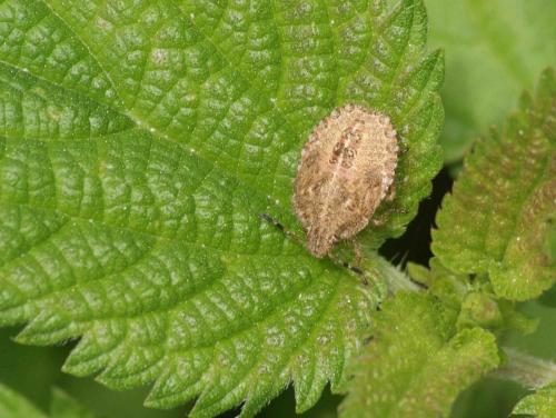 Dolycoris baccarum