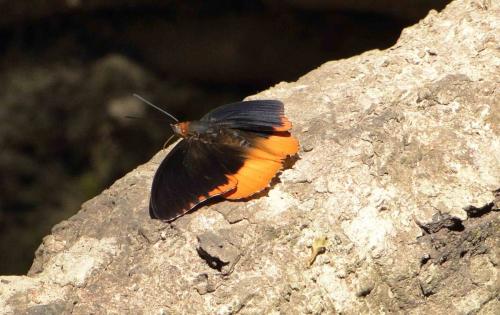 Charaxes protoclea