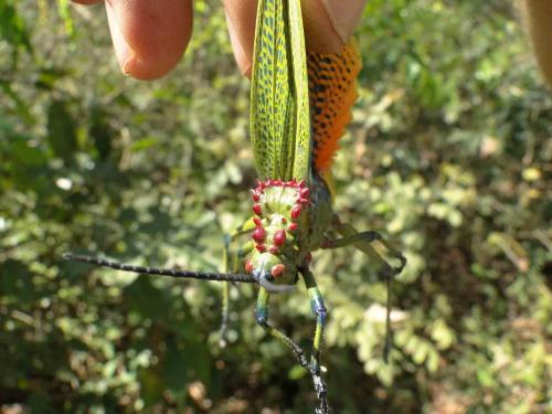 Réf. 96 055 : Phymateus cinctus