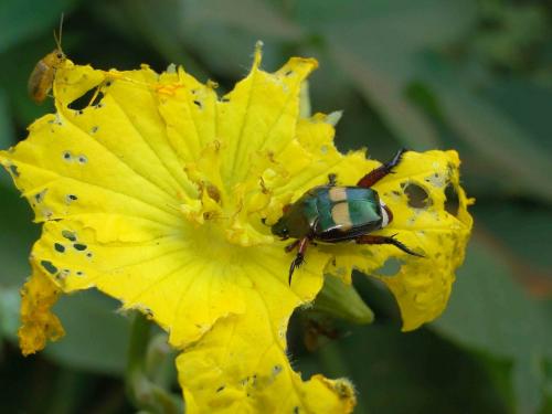 Popillia dorsigera