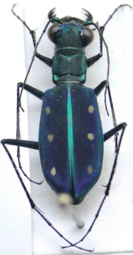 Réf. 96 100 : Calochroa flavomaculata