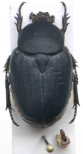 Porphyronota cinnamomea