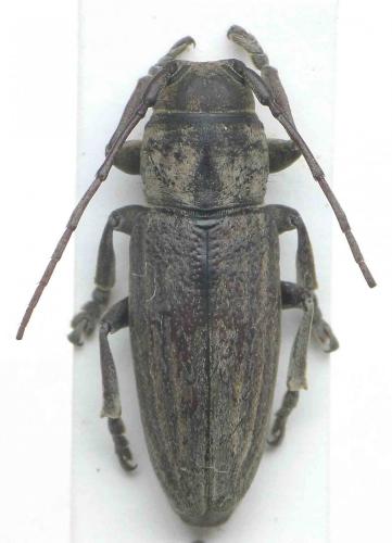 Mycerinus limbatus