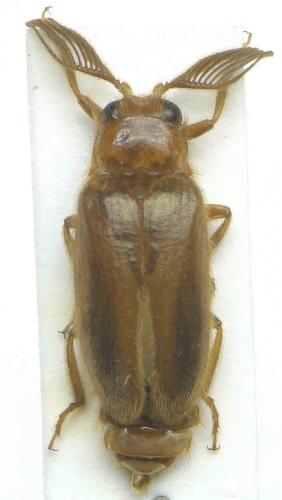 Selasia sp.