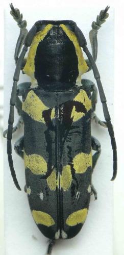 Tragocephala nobilis