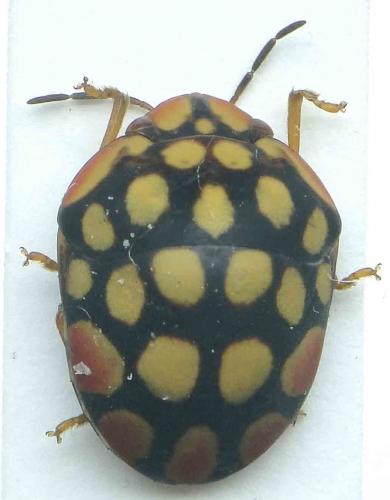 Steganocerus multipunctatus