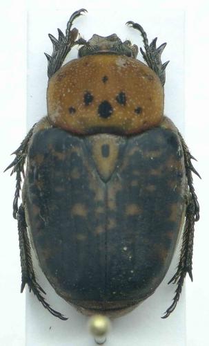 Porphyronota cinnamomea holoserica