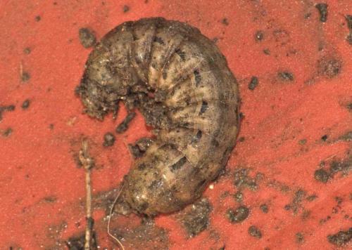 Réf. 96 236 : Noctua pronuba