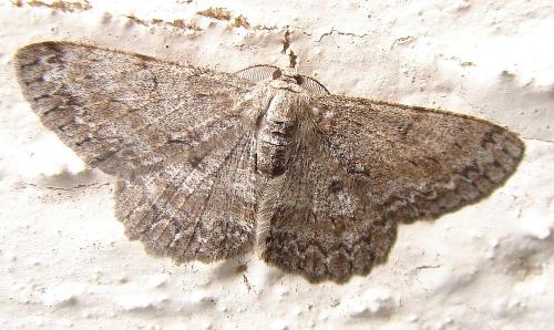Réf. 96 337 : Hypomecis punctinalis