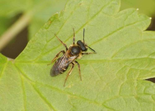 Andrena dorsata