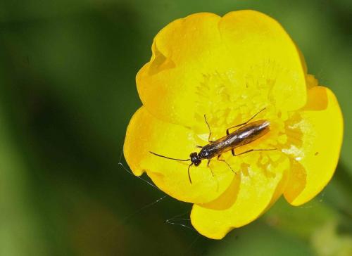 Réf. 96 611 : Cephinae inconnu