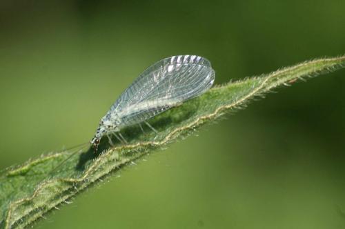 Réf. 96 181 : Chrysopa perla