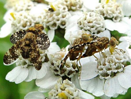 Réf. 96 976 : Oxyna flavipennis