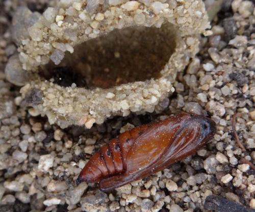 Réf. 96 217 : Cucullia scrophulariae