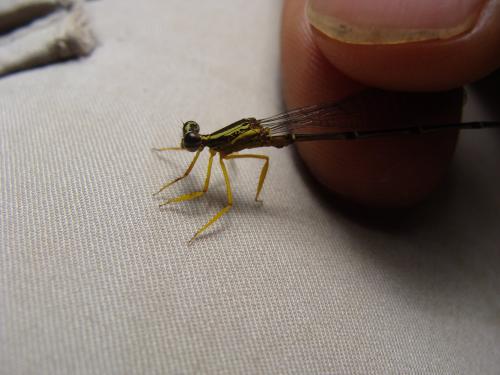 Copera marginipes