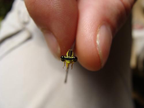 Copera marginipes
