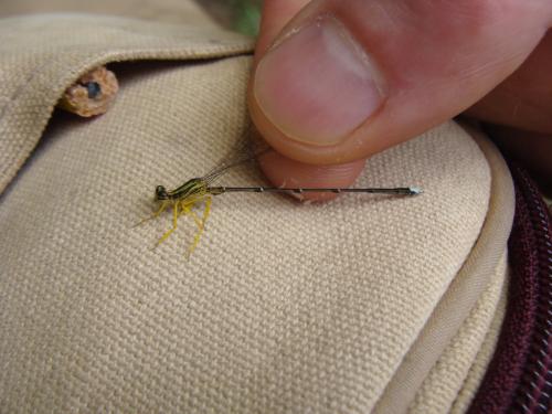 Copera marginipes