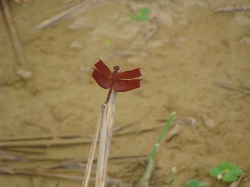 Réf. 96 293 : Neurothemis fulvia