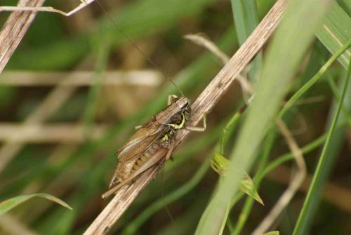 Roeseliana roeselii
